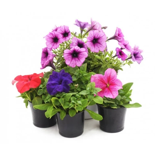 Plantas de exterior no tóxicas para perros 