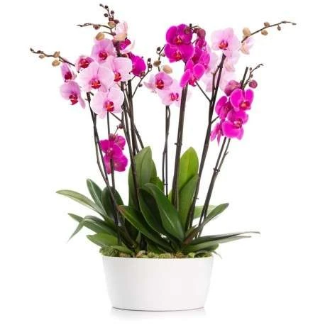 orquídeas de color rosa