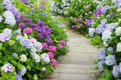 Plantas de jardín venenosas para perros 