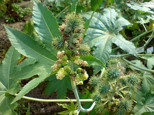 Plantas nocivas para perros 