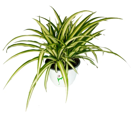 Plantas que no necesitan mucha luz solar 