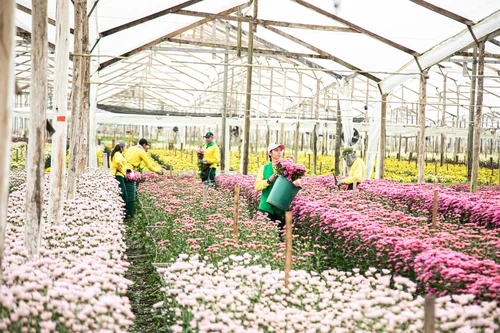 Colombia exportador de flores 