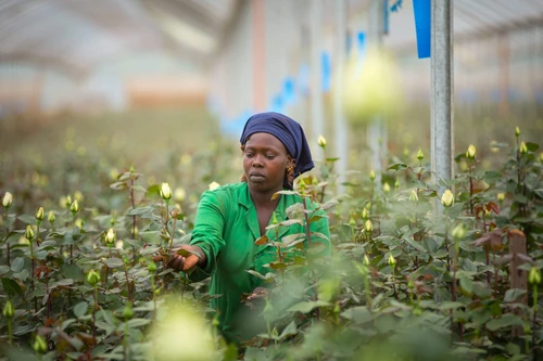 principales exportadores de flores en el mundo 