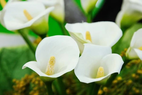 Flores que florecen en mayo