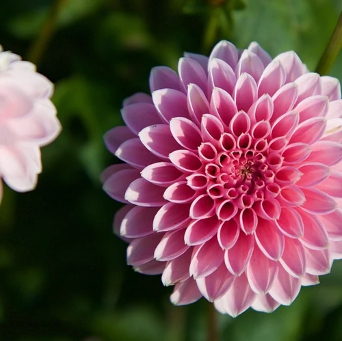 Flores que florecen en mayo