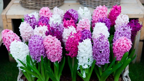 Flores que florecen en mayo