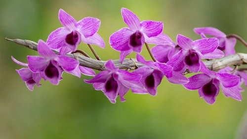 Flores que florecen en mayo