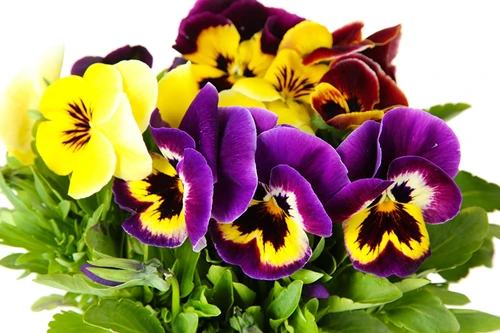 Flores que florecen en mayo