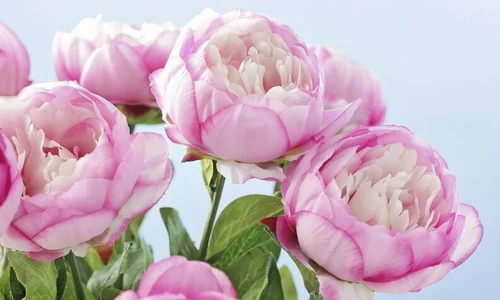 Flores que florecen en mayo