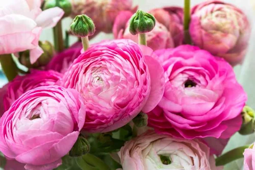 Flores que florecen en mayo