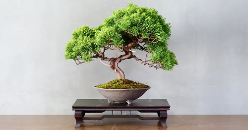 Arte con flores en Japón