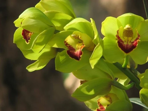 colores de orquídeas 