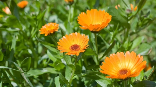 infusiones con plantas aromáticas