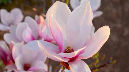 Una flor para cada mujer