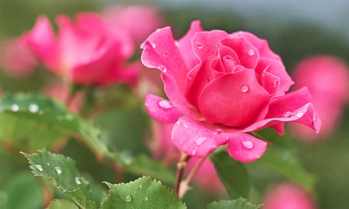 leyendas de flores