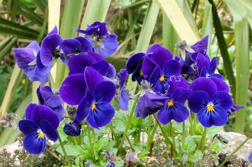 leyendas de flores