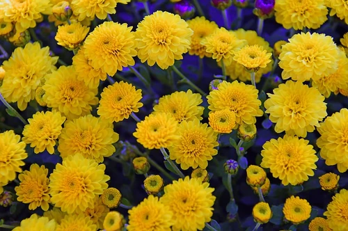 leyendas sobre flores