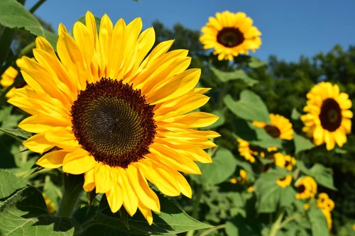 mitos de flores