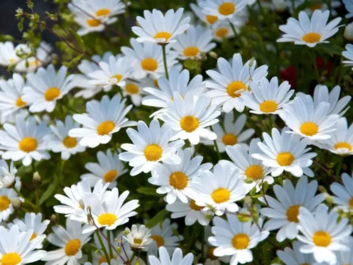 leyendas y mitos de flores
