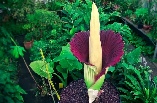 Flores que más miedo dan