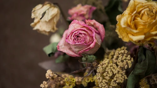 Como se secan las flores naturales 
