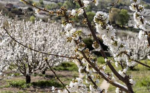 fiestas de flores