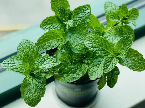 6 Plantas que repelen a los insectos