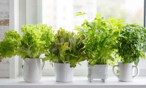 plantas de balcón para todo el año