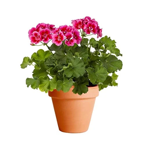 Plantas que florecen todo el año 180
