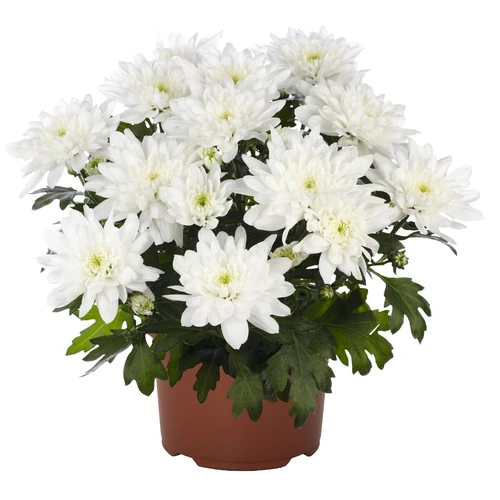 Plantas de flores que florecen todo el año 
