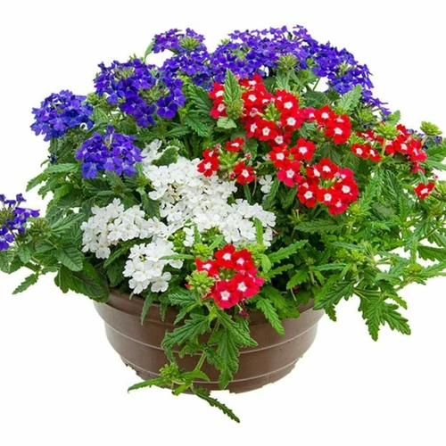 Plantas exteriores que florecen todo el año 