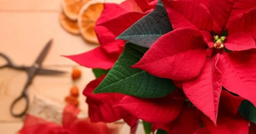 cuándo regalar flores