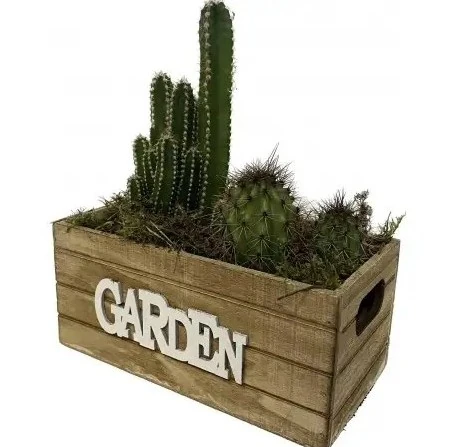 Plantas dia del padre 