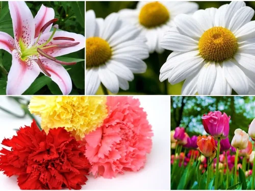 flores para regalar a mi esposa 