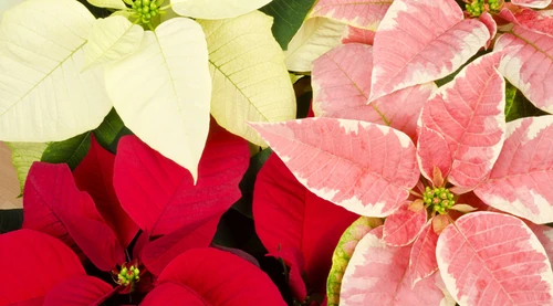 7 Plantas de Navidad