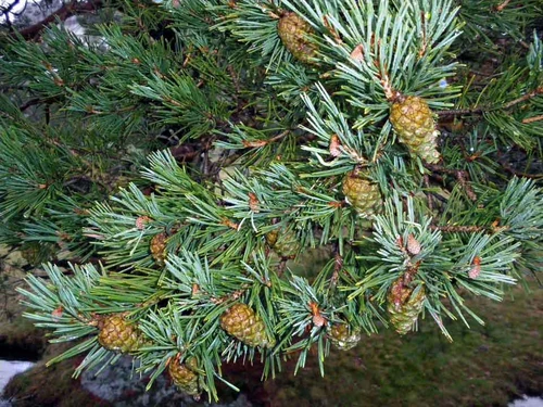 7 Plantas de Navidad