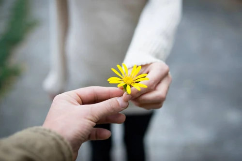 7 consejos para pedir perdón con flores