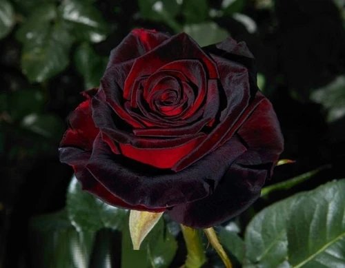 Existen las rosas negras 