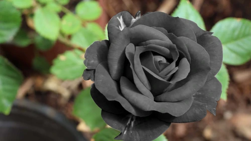Rosa de halfeti comprar 