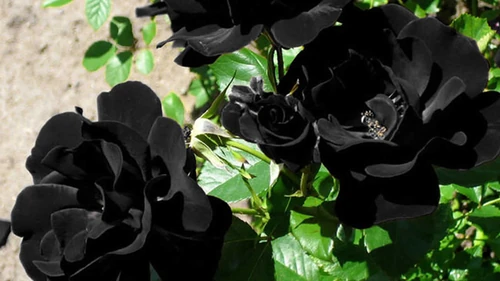 Existen las rosas negras naturales 