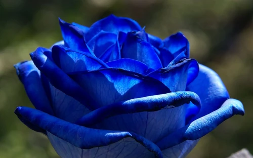 rosa azul natural existe 