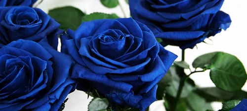 rosa azul existe