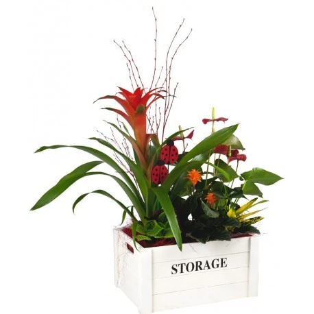 Plantas dia del padre 