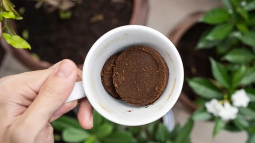 mitos sobre las plantas