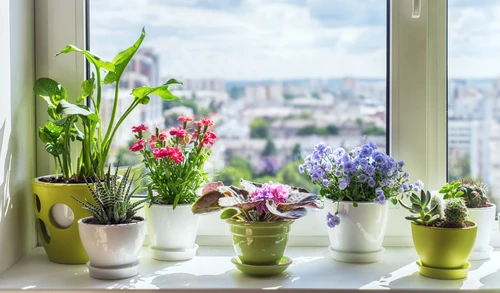 mitos sobre las plantas