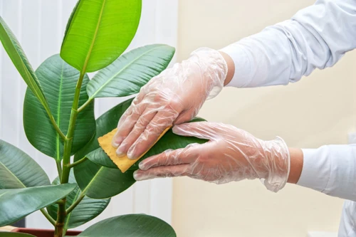 mitos sobre plantas