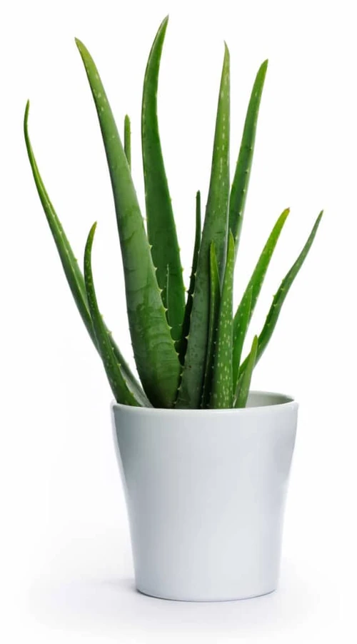 dormir con plantas es peligroso 