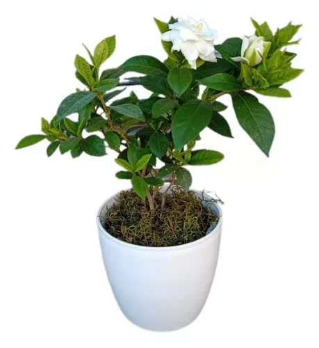 no es recomendable dormir con plantas en la noche 