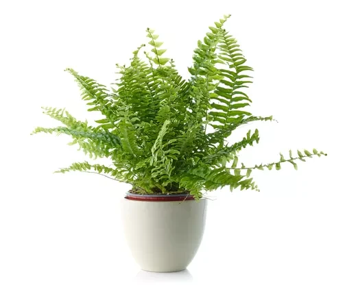 con que plantas se puede dormir 