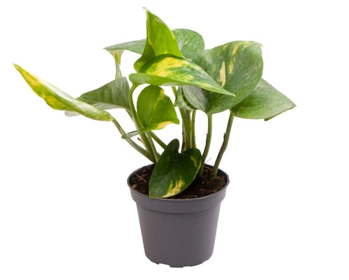 es bueno dormir con plantas en la habitación